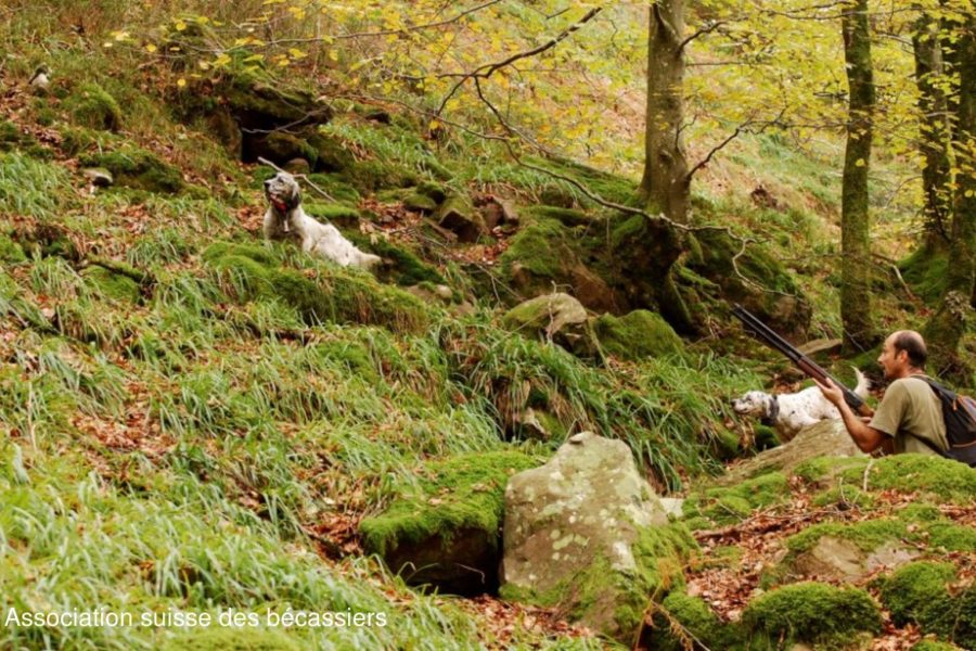 Chiens et actions de chasse