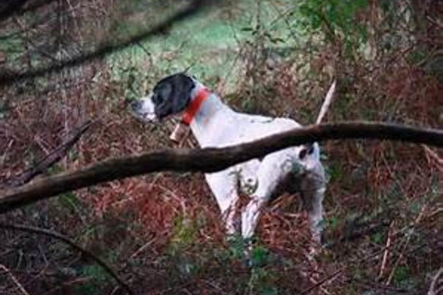 Chiens et actions de chasse