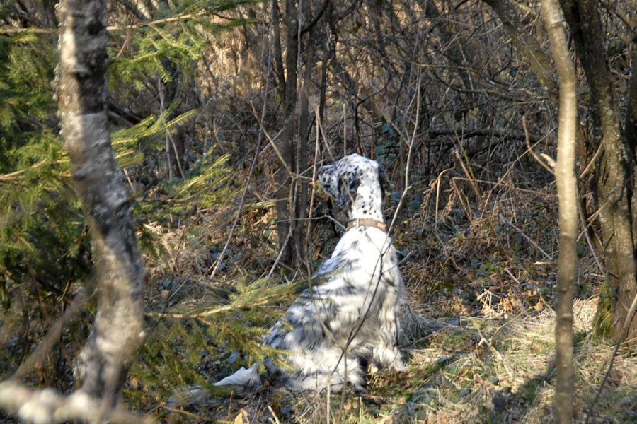 Chiens et actions de chasse