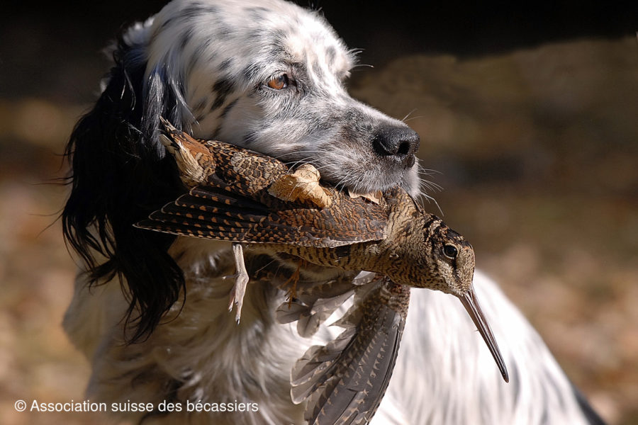 Chiens et actions de chasse