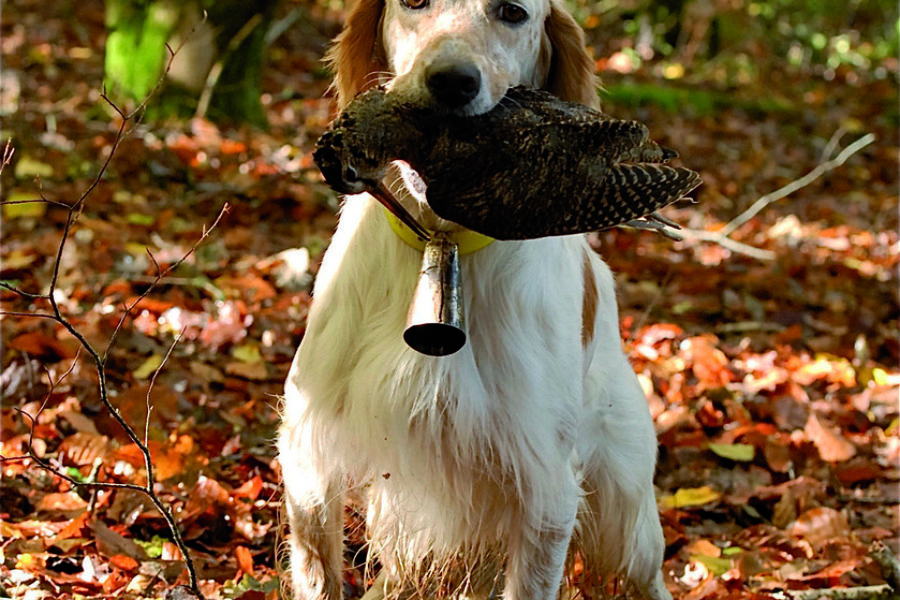 Chiens et actions de chasse